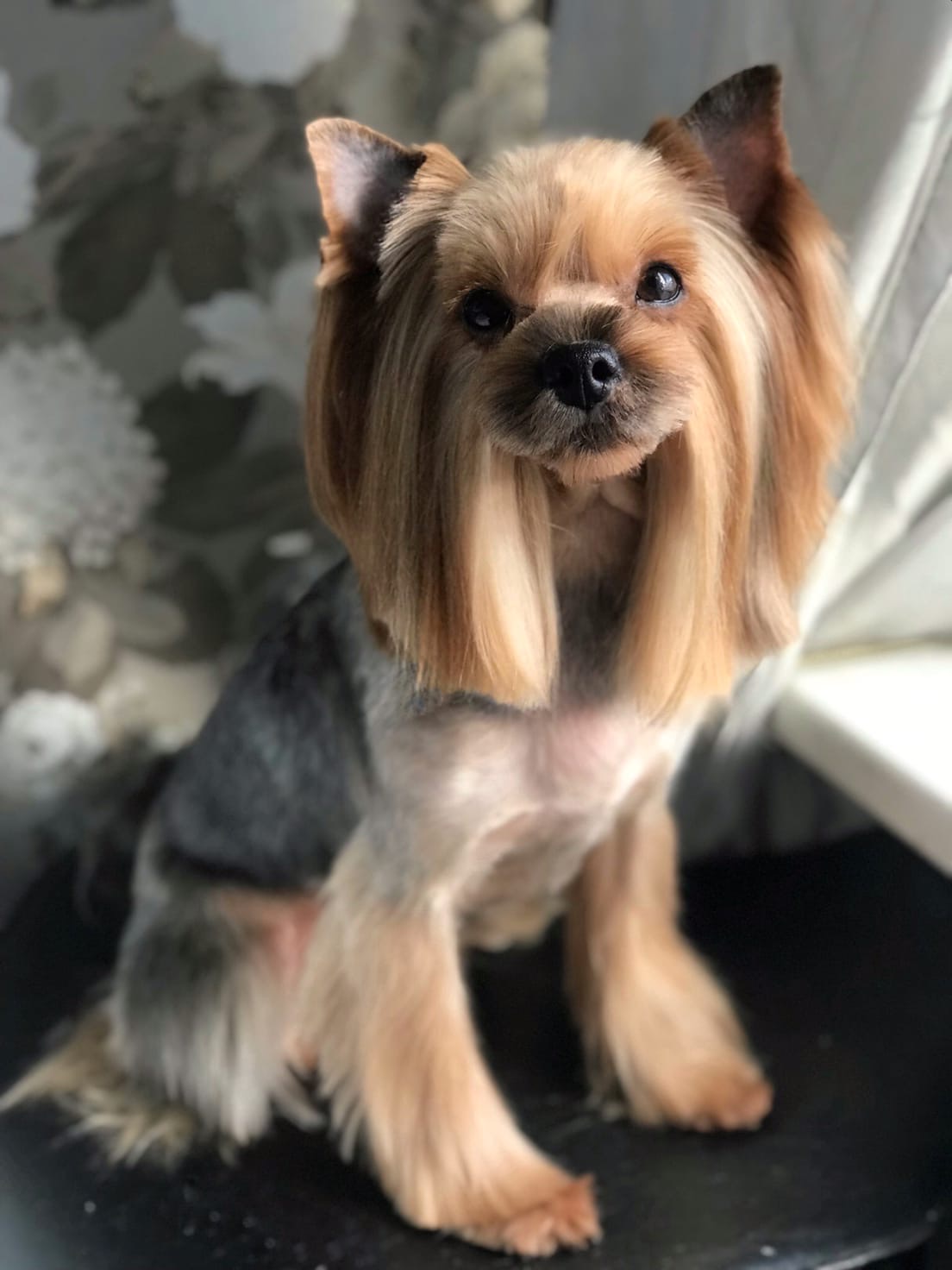 LESANZH  ORSITTI DI PELIUSH — Labaza DogPedigree YorkshireTerrier